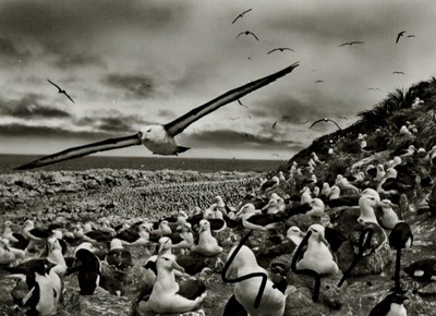 Lot 31 - Fotografie - Sebastião Salgado - Steeple Jason Island 2009