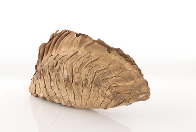 Lot 70 - WOOLLY MAMMOTH TOOTH, MAMMUTHUS PRIMIGENIUS