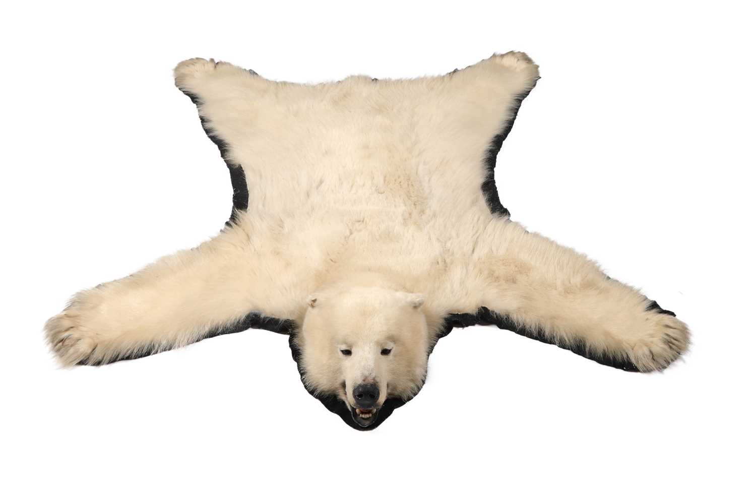 Lot 177 - A Polar Bear Skin Rug