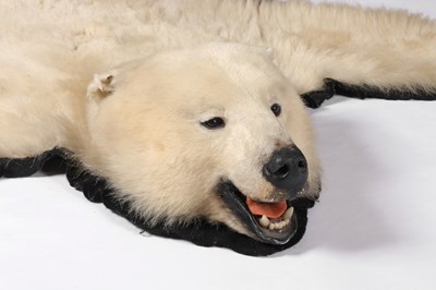 Lot 177 - A Polar Bear Skin Rug